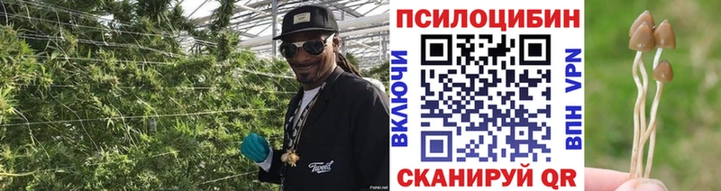 Псилоцибиновые грибы Psilocybe  kraken tor  Курган 